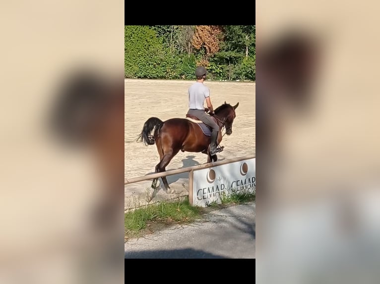 Hannoveriano Yegua 5 años 174 cm Castaño claro in Vigo