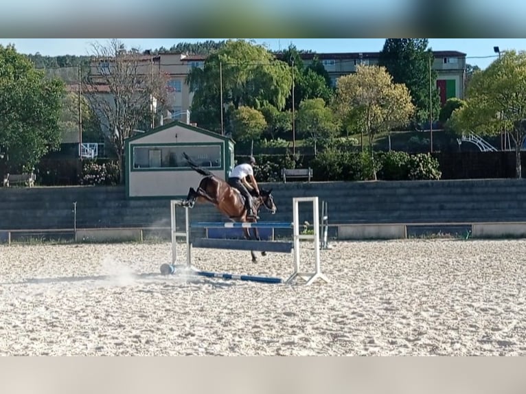 Hannoveriano Yegua 5 años 174 cm Castaño claro in Vigo