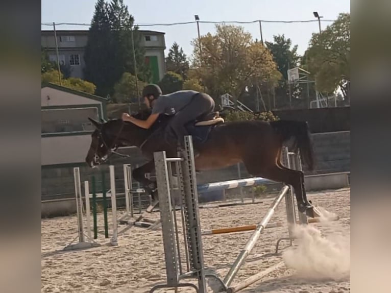 Hannoveriano Yegua 5 años 174 cm Castaño claro in Vigo