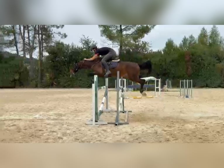 Hannoveriano Yegua 5 años 174 cm Castaño claro in Vigo