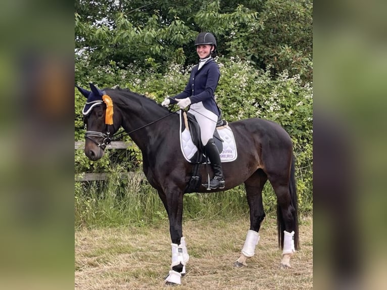 Hannoveriano Yegua 5 años 174 cm Castaño oscuro in Sankt Wendel