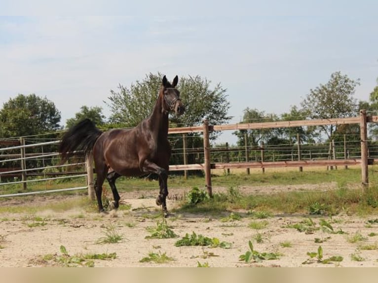 Hannoveriano Yegua 5 años 175 cm Castaño oscuro in Hamersen