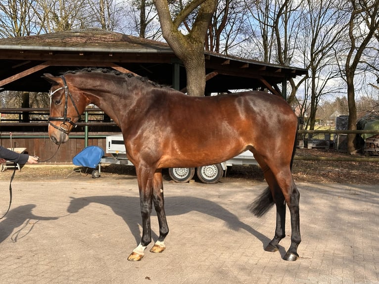 Hannoveriano Yegua 5 años 176 cm Castaño in Adelheidsdorf