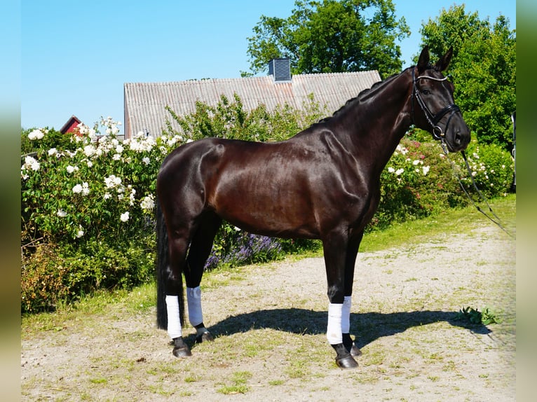 Hannoveriano Yegua 5 años 176 cm Negro in Hohenfelde