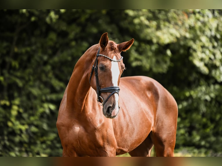 Hannoveriano Yegua 5 años 180 cm Alazán in Riedstadt