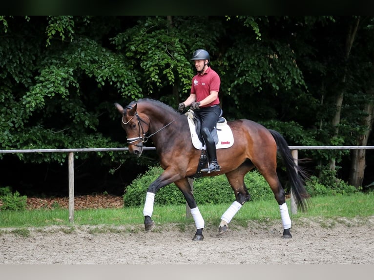 Hannoveriano Yegua 5 años 181 cm Castaño in Wuppertal