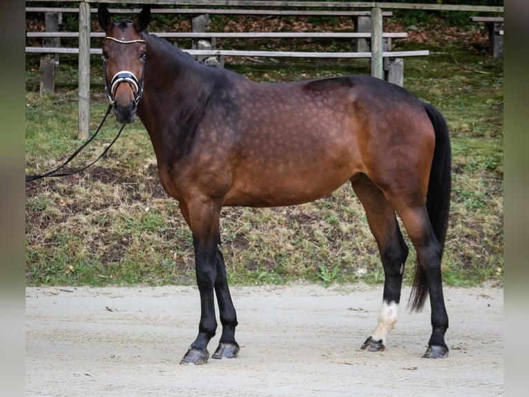 Hannoveriano Yegua 5 años 181 cm Castaño in Wuppertal