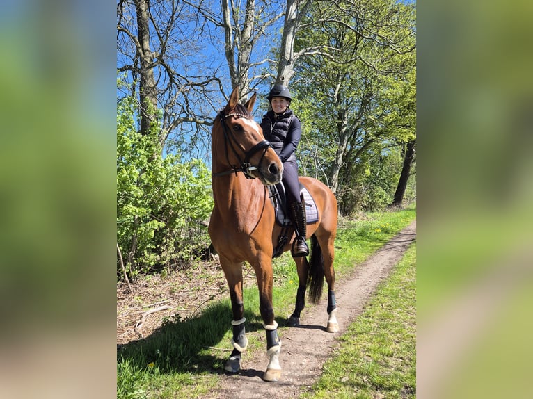 Hannoveriano Yegua 5 años Castaño in Schiffdorf