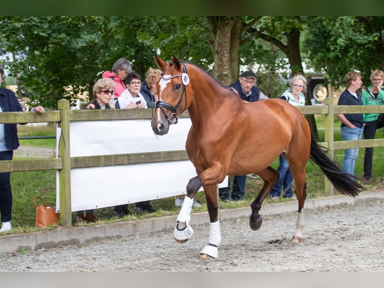 Hannoveriano Yegua 5 años Castaño in Schiffdorf