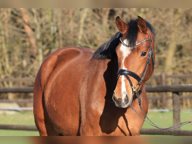 Hannoveriano Yegua 5 años Castaño in Schiffdorf