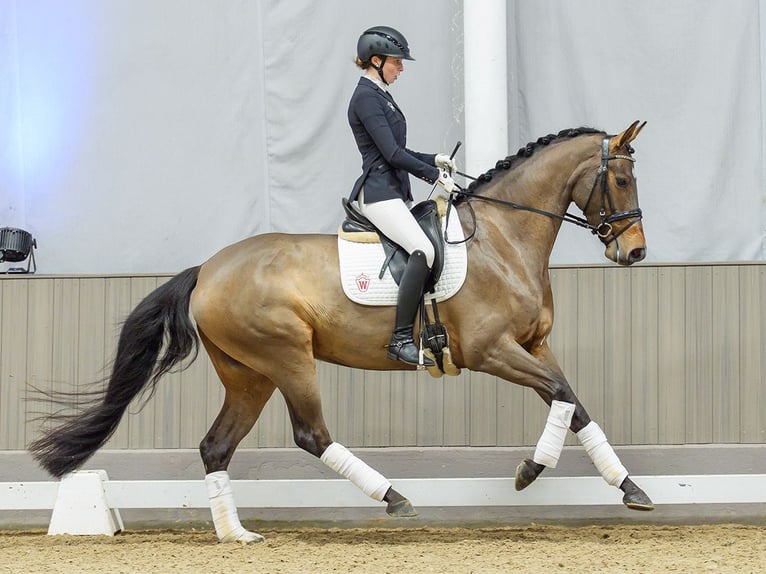Hannoveriano Yegua 5 años Castaño in Münster-Handorf