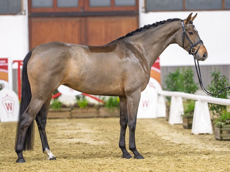 Hannoveriano Yegua 5 años Castaño in Münster-Handorf