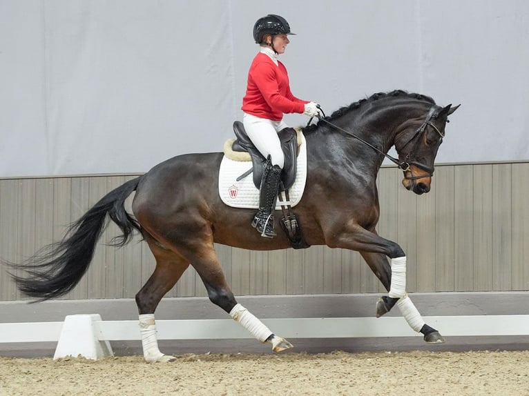 Hannoveriano Yegua 5 años Castaño in Münster-Handorf