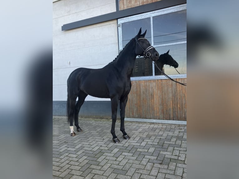 Hannoveriano Yegua 5 años Negro in M&#xF6;nchengladbach