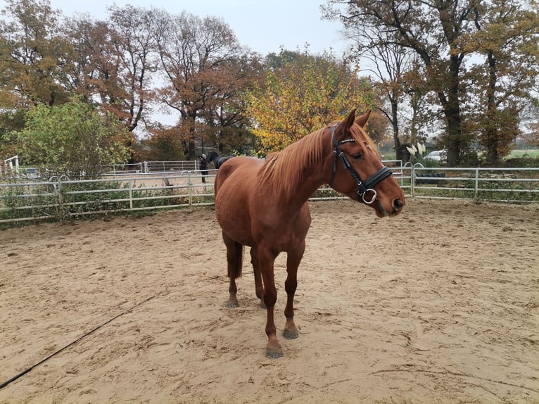 Hannoveriano Yegua 6 años 160 cm Alazán in Norderstedt