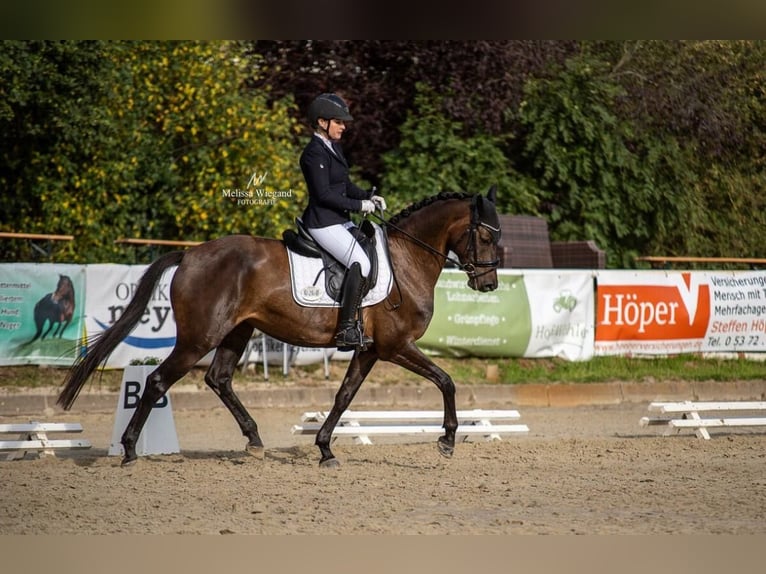 Hannoveriano Yegua 6 años 160 cm Castaño oscuro in Uetze