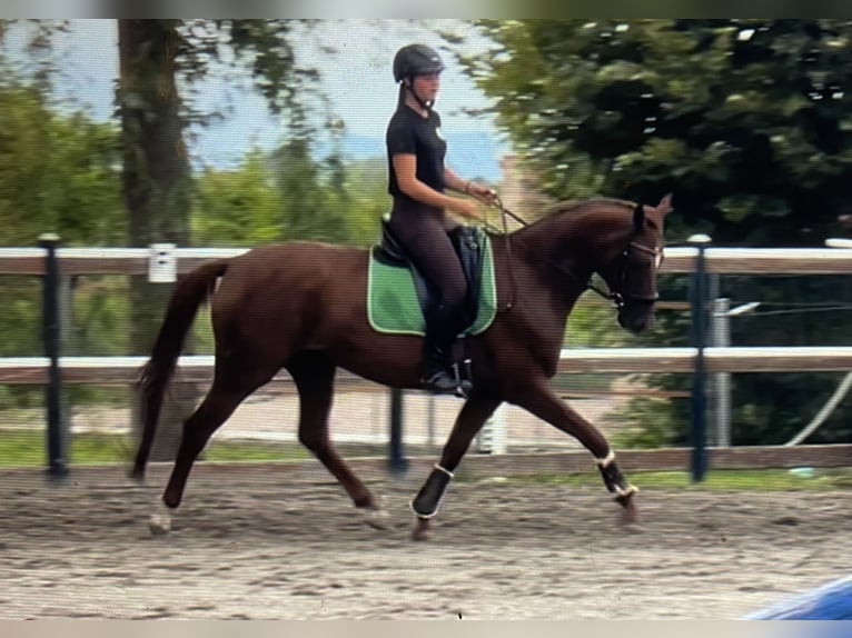 Hannoveriano Yegua 6 años 162 cm Alazán in Mansuè