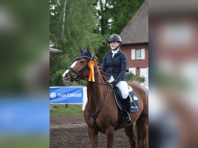 Hannoveriano Yegua 6 años 162 cm Alazán in Petershagen