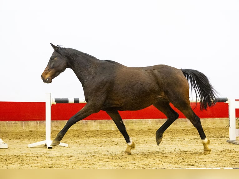 Hannoveriano Yegua 6 años 162 cm Castaño in Waddinxveen