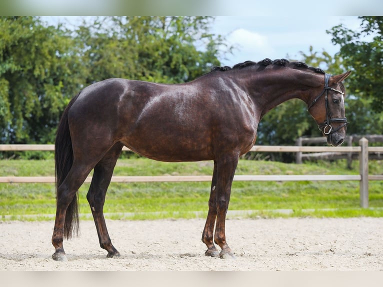 Hannoveriano Yegua 6 años 163 cm Alazán-tostado in Riedstadt