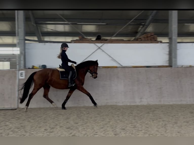 Hannoveriano Yegua 6 años 163 cm Castaño in Esterwegen