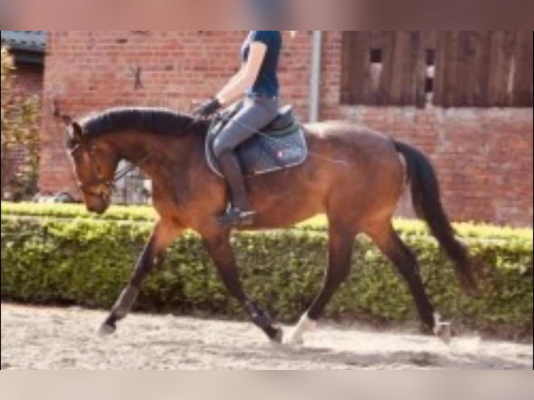 Hannoveriano Yegua 6 años 163 cm Castaño in Heeslingen