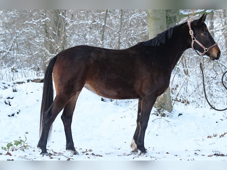 Hannoveriano Yegua 6 años 164 cm Castaño in Vellahn