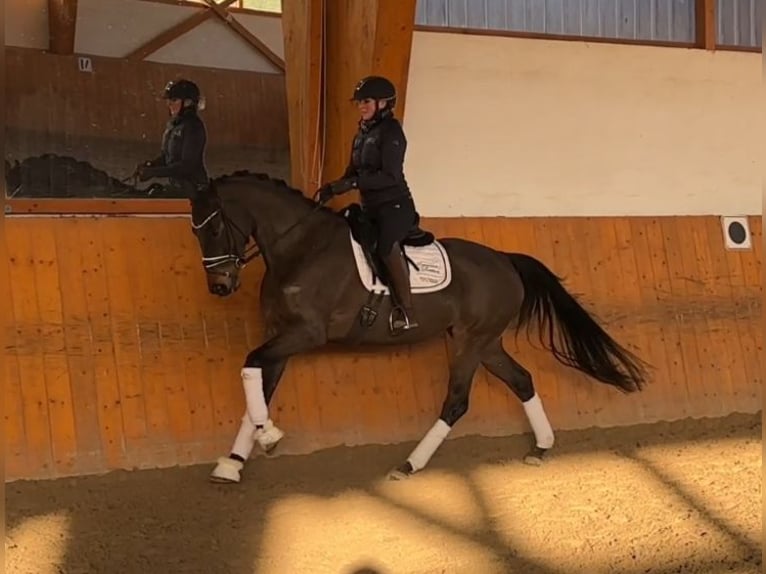 Hannoveriano Yegua 6 años 164 cm Castaño oscuro in Salzhemmendorf