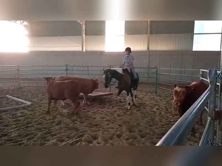 Hannoveriano Mestizo Yegua 6 años 164 cm Pío in Kiskőrös