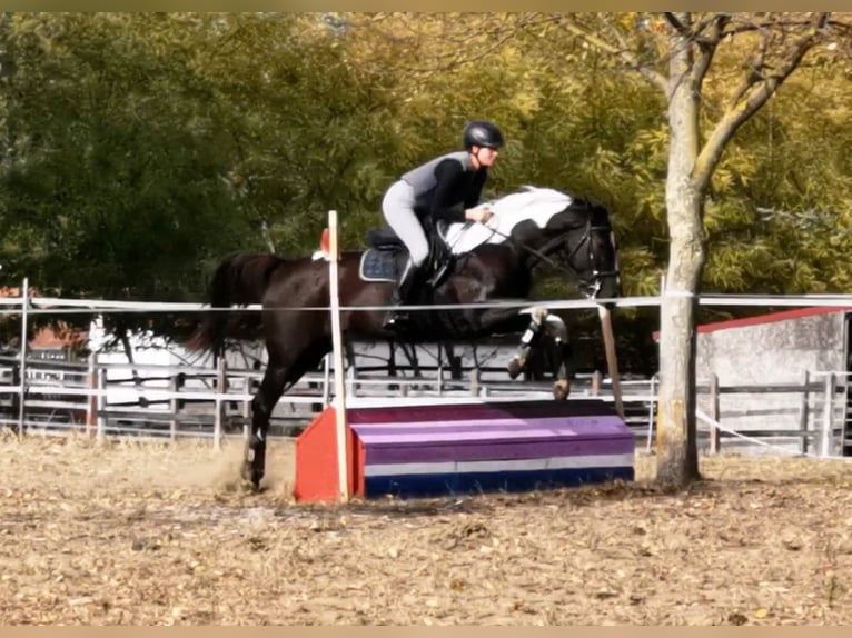 Hannoveriano Mestizo Yegua 6 años 164 cm Pío in Kiskőrös