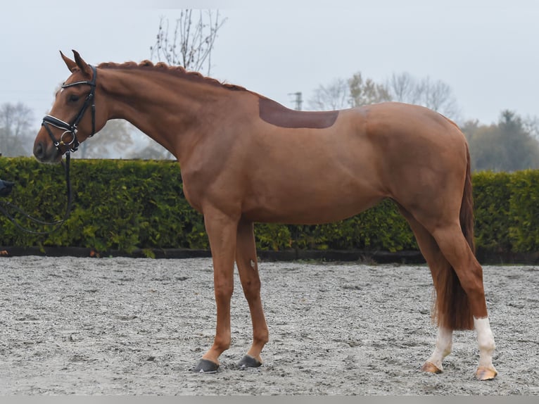 Hannoveriano Yegua 6 años 165 cm Alazán in Tiddische