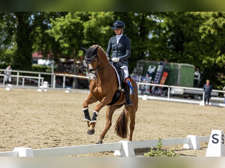 Hannoveriano Yegua 6 años 165 cm Alazán in Münster