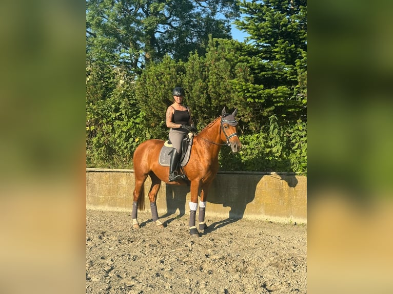 Hannoveriano Yegua 6 años 165 cm Alazán in Hamburg Osdorf