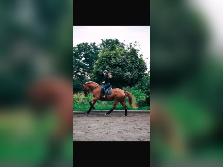 Hannoveriano Yegua 6 años 165 cm Alazán in Hamburg Osdorf