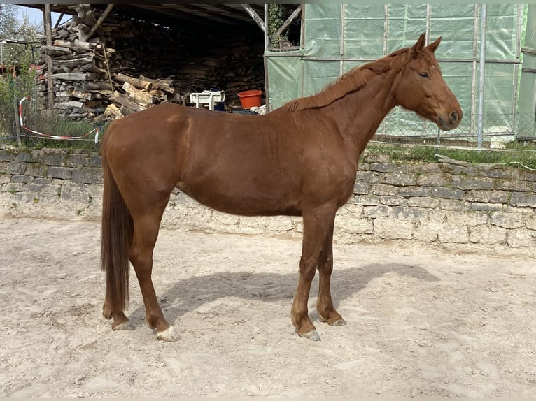 Hannoveriano Yegua 6 años 165 cm Alazán in Gaggenau