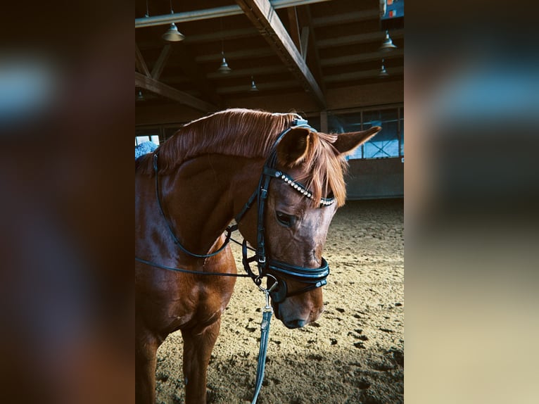 Hannoveriano Yegua 6 años 165 cm Alazán in Nesselwängle