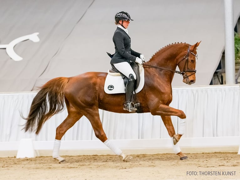Hannoveriano Yegua 6 años 165 cm Alazán in Verden