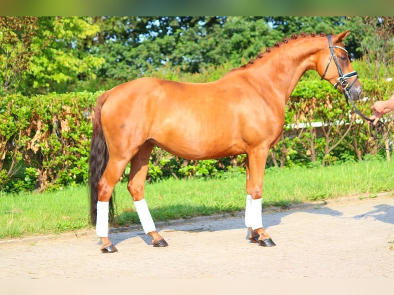 Hannoveriano Yegua 6 años 165 cm Alazán in Selsingen