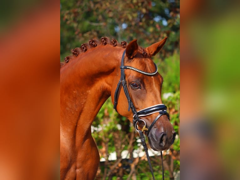 Hannoveriano Yegua 6 años 165 cm Alazán in Selsingen