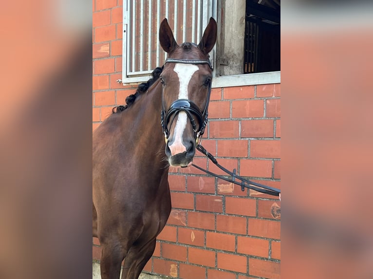 Hannoveriano Yegua 6 años 165 cm Alazán-tostado in Reichenau