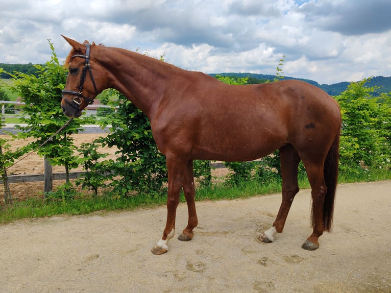Hannoveriano Yegua 6 años 165 cm Alazán-tostado in Neunkirchen am Sand