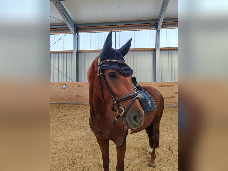 Hannoveriano Yegua 6 años 165 cm Alazán-tostado in Neunkirchen am Sand