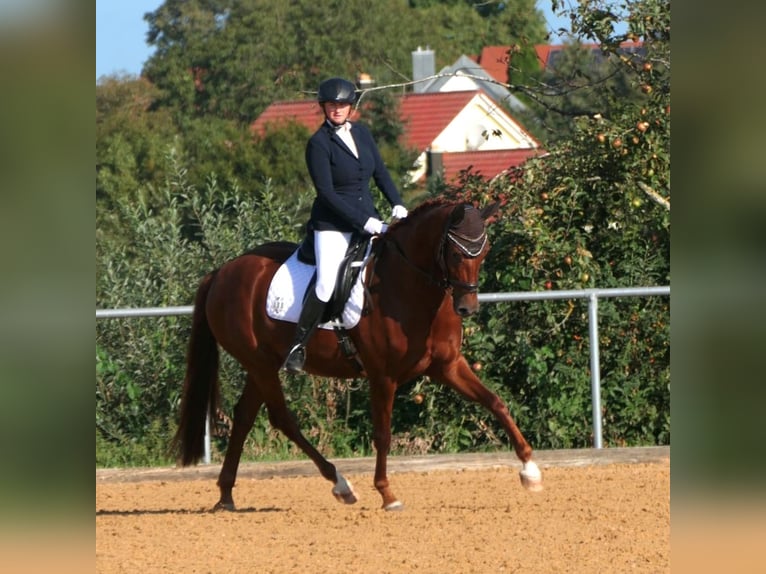 Hannoveriano Yegua 6 años 165 cm Alazán-tostado in Neunkirchen am Sand