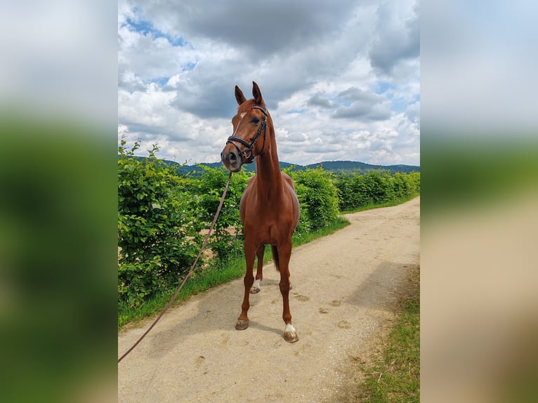 Hannoveriano Yegua 6 años 165 cm Alazán-tostado in Neunkirchen am Sand