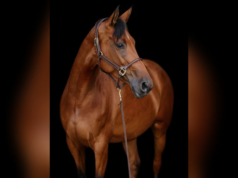 Hannoveriano Yegua 6 años 165 cm in T&#xF6;nisvorst