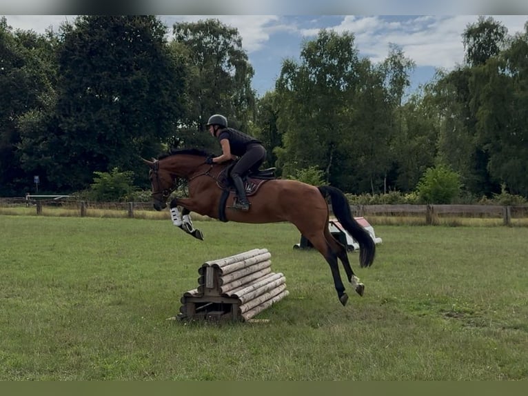 Hannoveriano Yegua 6 años 165 cm in T&#xF6;nisvorst