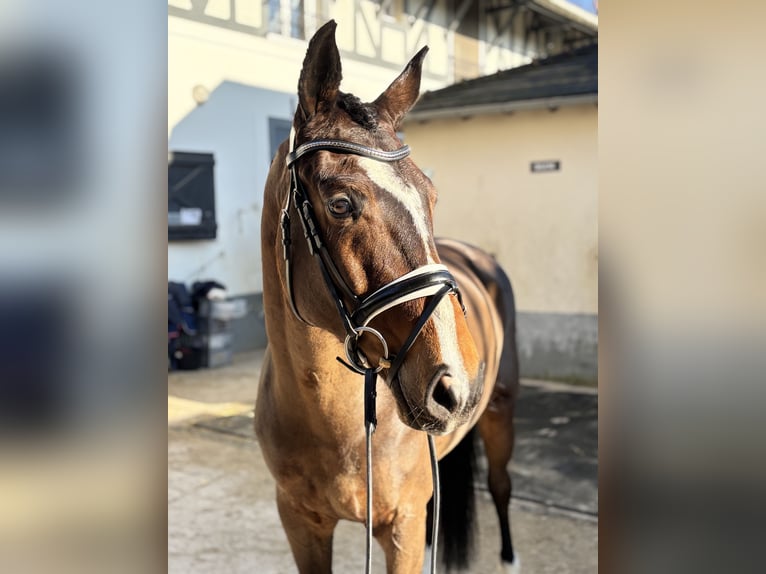 Hannoveriano Yegua 6 años 165 cm Castaño rojizo in Maisons-Laffitte