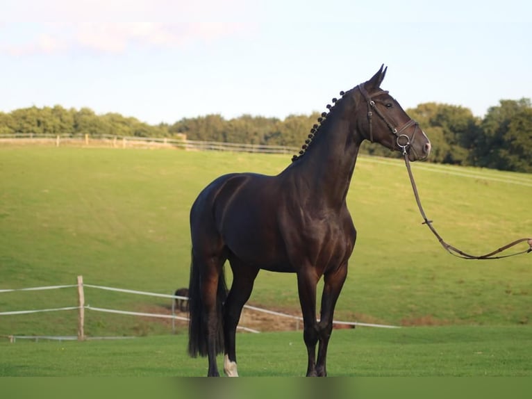 Hannoveriano Yegua 6 años 165 cm Morcillo in Heidemühlen