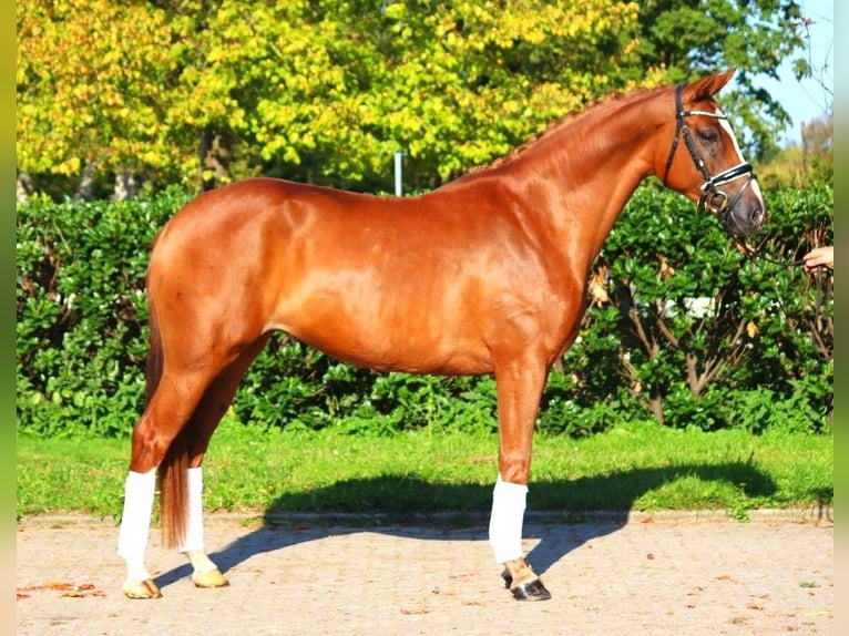 Hannoveriano Yegua 6 años 166 cm Alazán in Selsingen