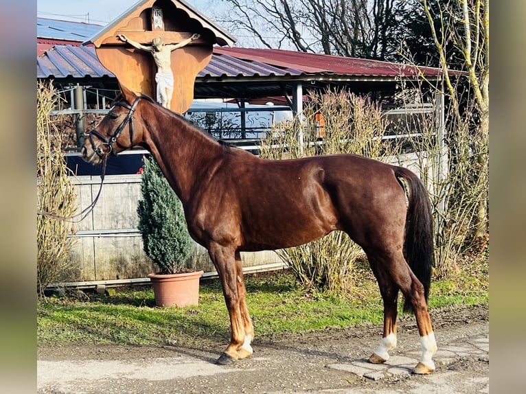 Hannoveriano Yegua 6 años 166 cm Alazán-tostado in Schw&#xE4;bisch Gm&#xFC;nd